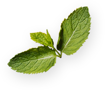 Decorative subscribe section accent